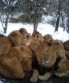 lions